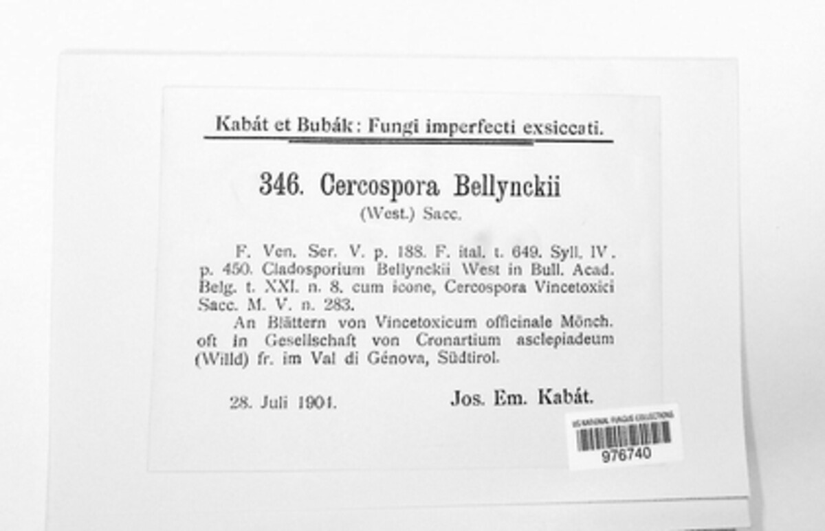 Mycovellosiella image